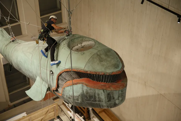 Arbeiter mit Helm und Klettergurt fixiert Aufhängung von Walmodell