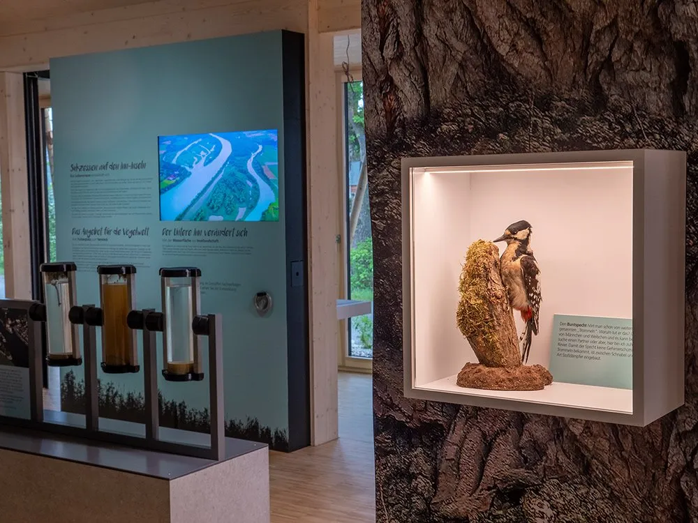Vitrine in baumstamm-Optik mit ausgestopftem Specht, Bildschirm mit Flusslandschaft und Glasröhren mit Bodenproben