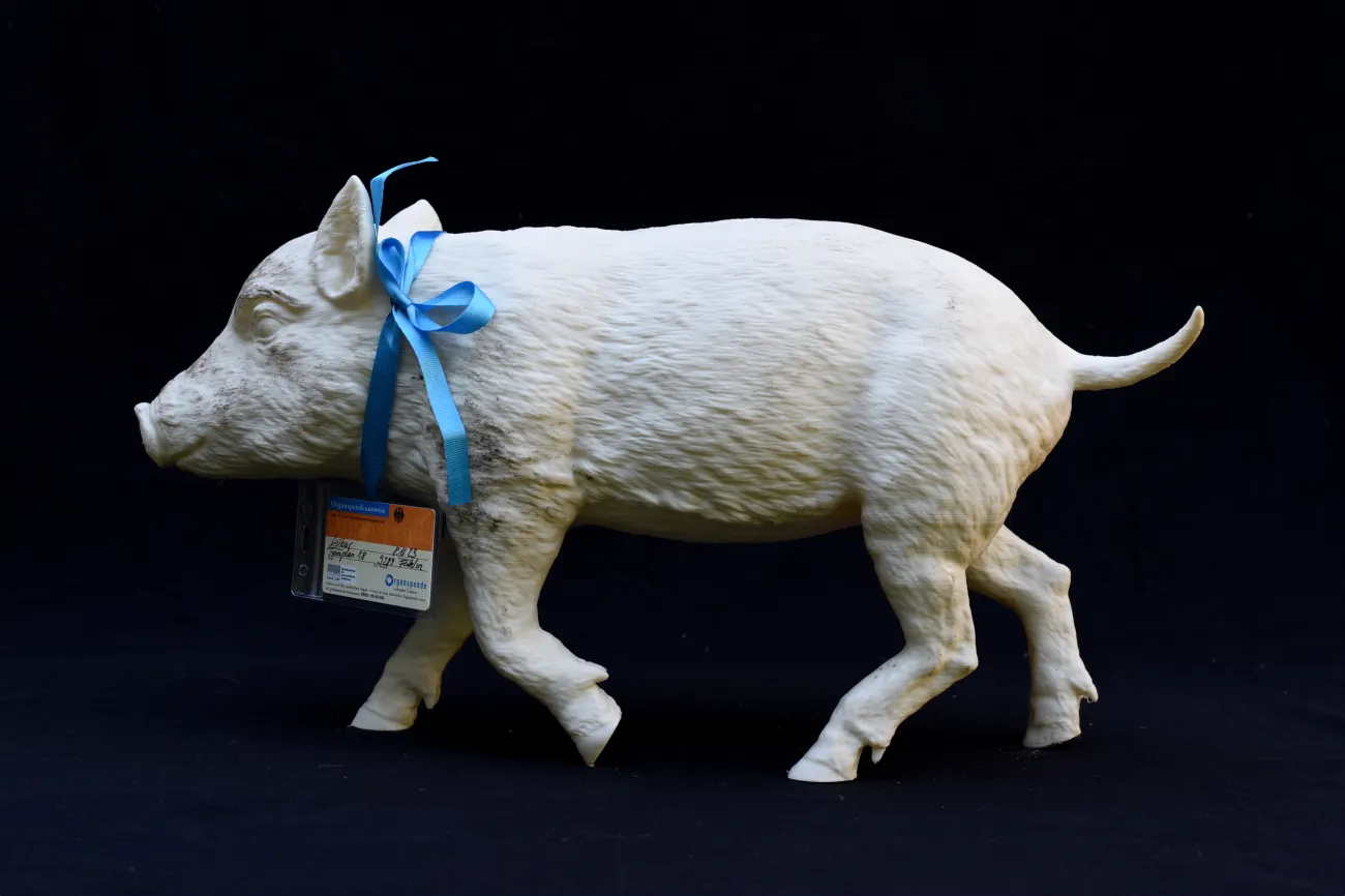 Weißes Schwein mit blauer Masche um den Hals mit Organspenderausweiß